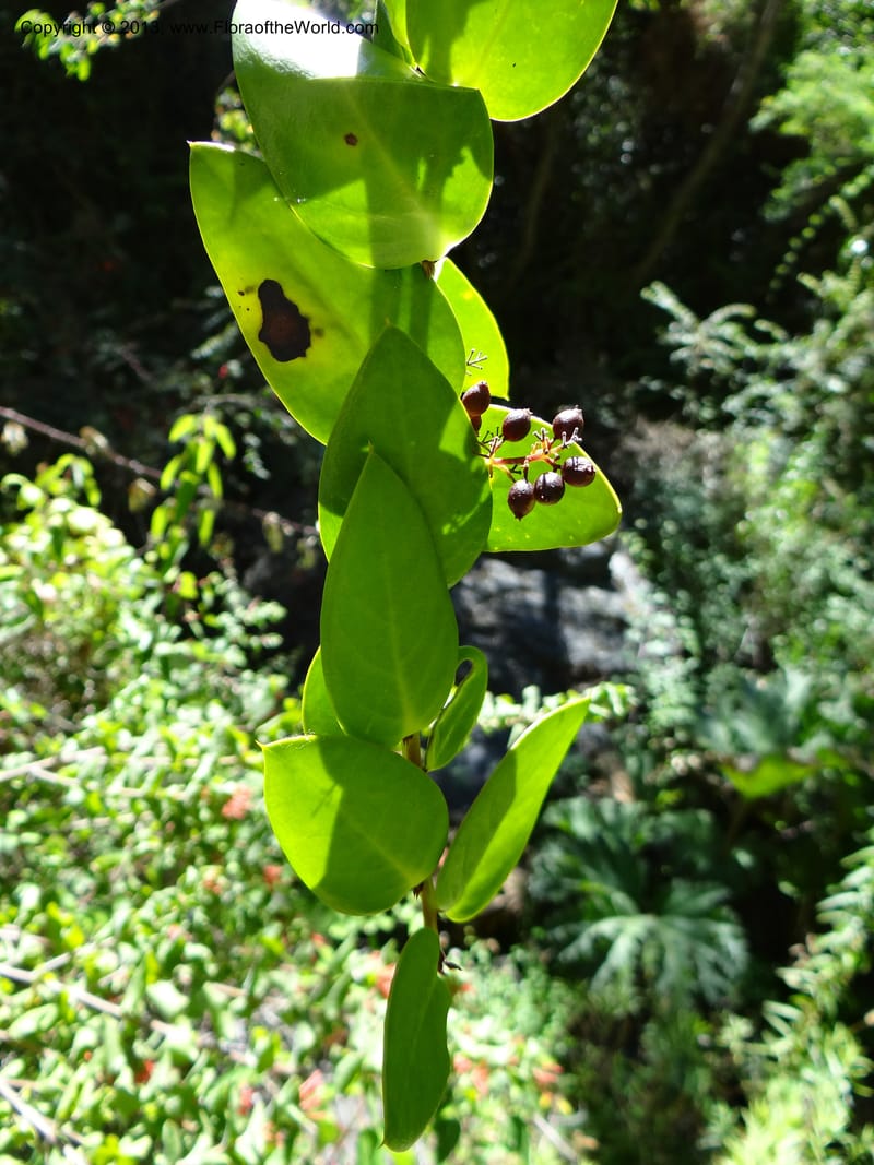 Griselinia scandens, WDS 34067--Chile. Reserva Tanume. 14 Feb 2013. DSC00747 (99).JPG