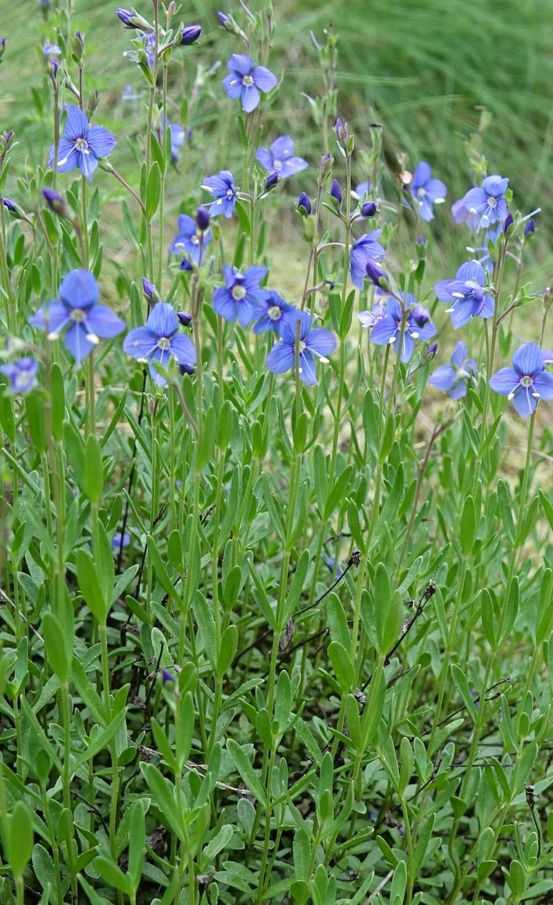Veronica fruticans, Davidson, C 13254--Switzerland. Oberwald. Chapel St. Nikolas. 2 Jul 2016. DSC07728 (451).JPG
