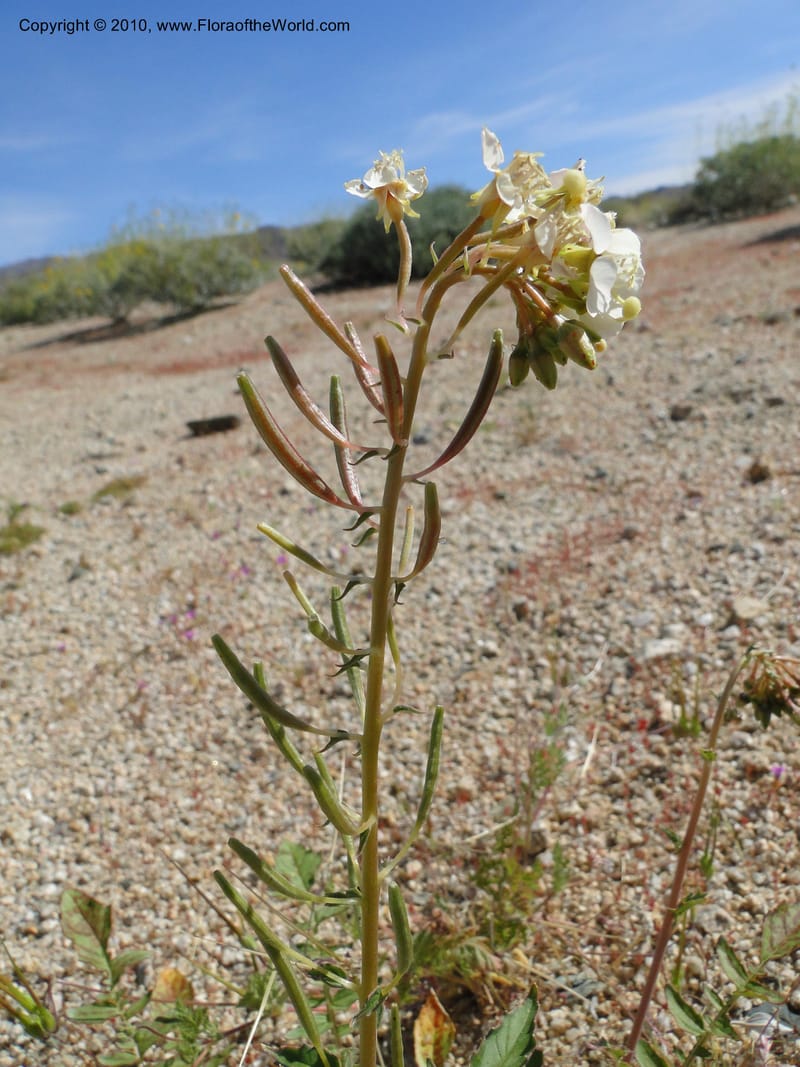 Camissonia claviformis ssp. aurantiaca, C. Davidson 11649--California. Riverside Co. 1 April 2010. 024 (6).jpg