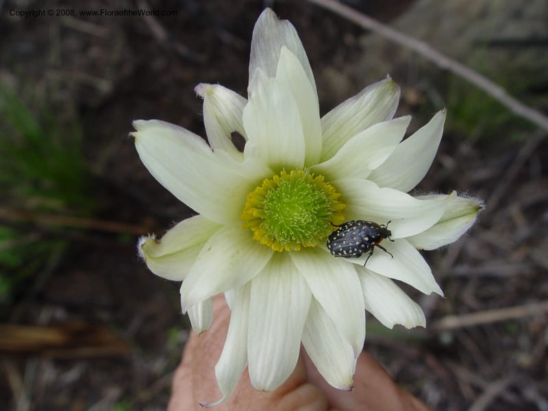 Anemone fanninii--So. Africa. Drakensberg Mts. Giant's Castle. 3 Oct 03. 063.jpg