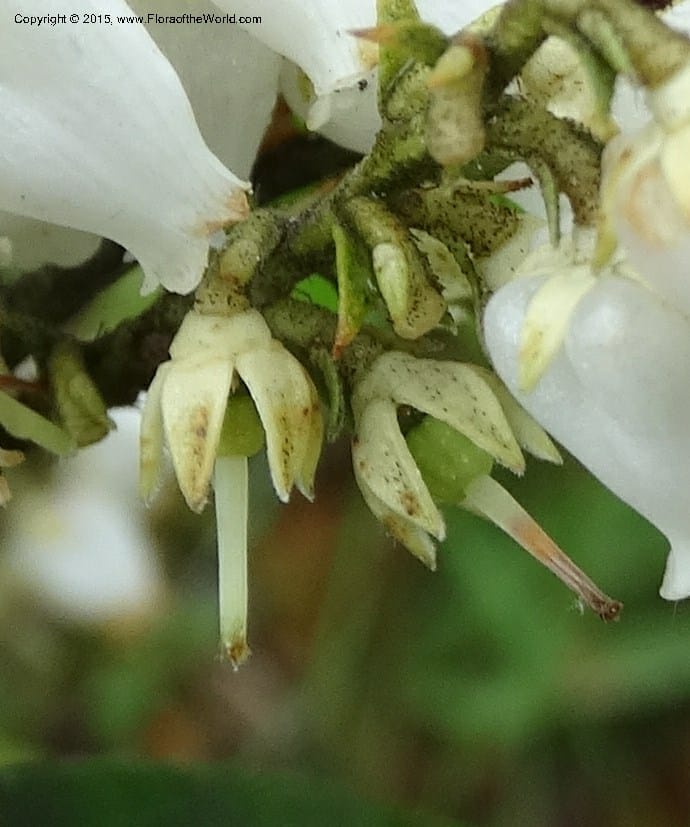 Pieris floribunda, Davidson, C 12956--North Carolina. Trans. Co. Devil's Courthouse View. 12 May 2015. DSC04151 (21).JPG