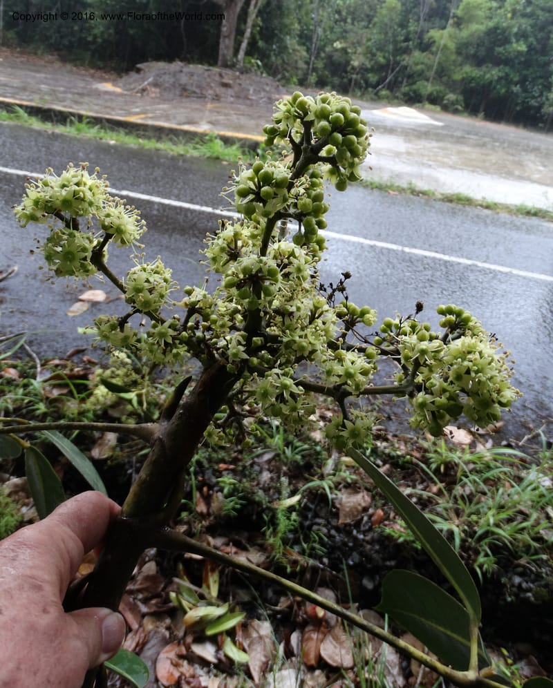 Schefflera, Davidson, C 12649--Sabah. G. Silam. 1 Oct 2014. DSC00937 (152).JPG
