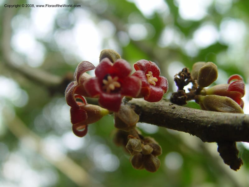 Cola milanii--Ghana. Aburi Botanic Garden. 14 Dec 03. 119.jpg