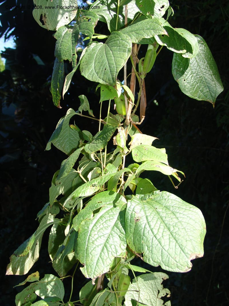 Dioscorea--So.Africa. KZN. Scottburgh, S of Durban. 12 Mch 05. 024.jpg