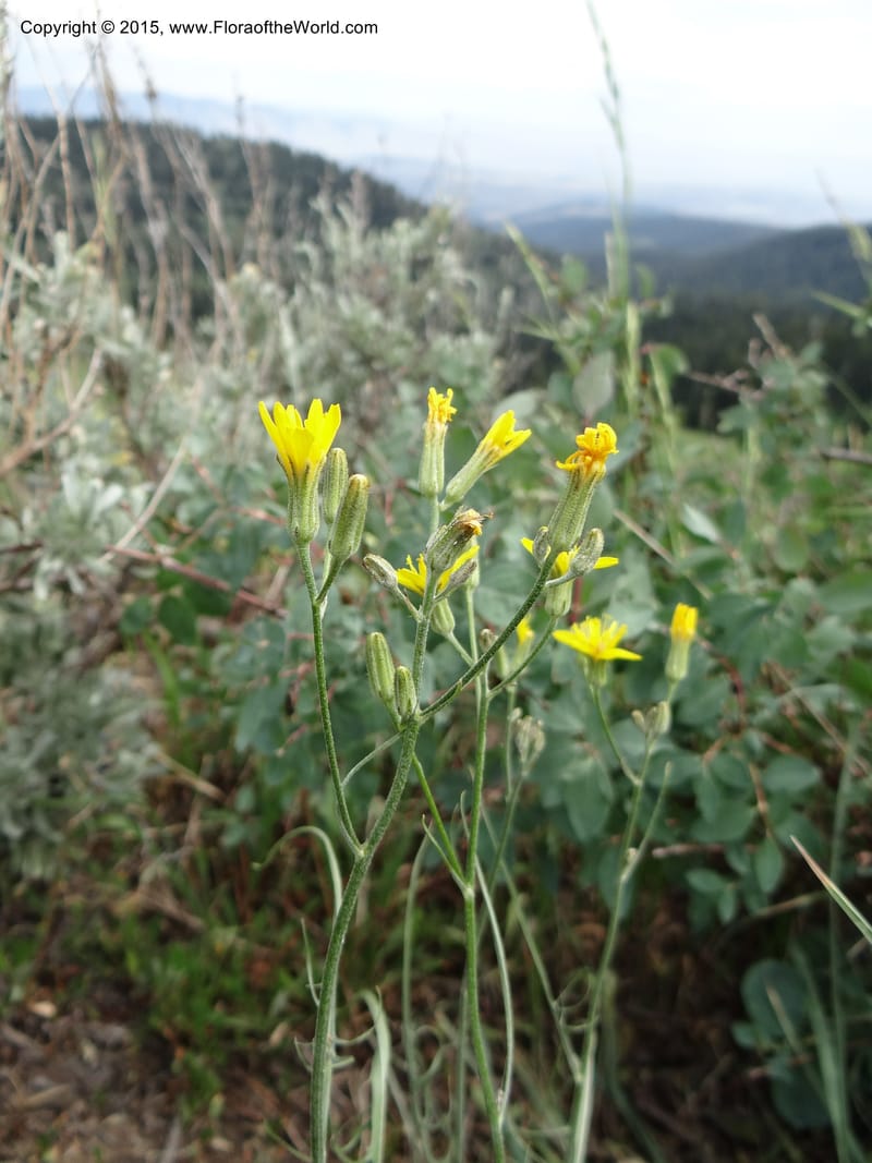 Crepis atribarba, Mansfield, D 12-659--ID. Bear Lake Co. Mt. Sherman. 13 Jul 2012. (2).JPG