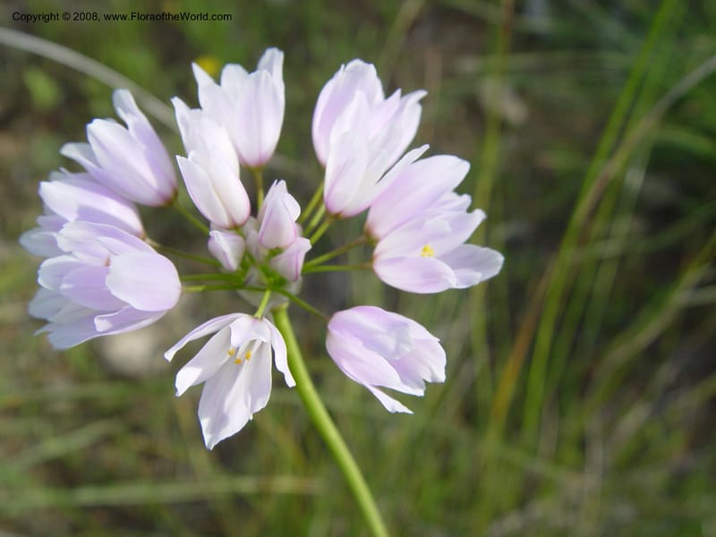 Allium roseum--Spain. Almeria Prv. Cantera de los Yesos, off AL140. 16 Apr 04. 149.jpg