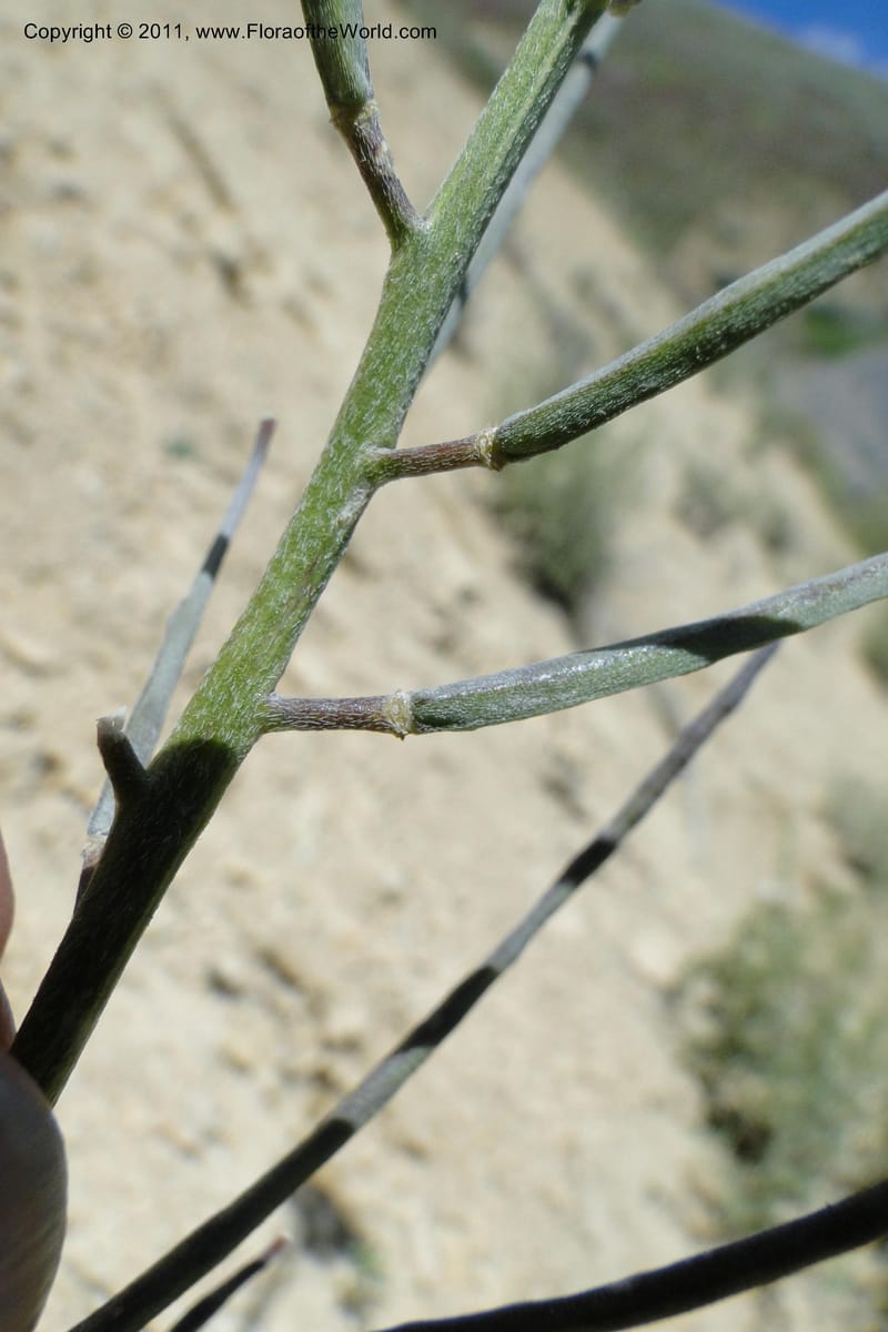 Erysimum capitatum, C. Davidson 11851--Oregon. Malheur Co. Leslie Gulch. 30 June 2011. 161 (14).jpg