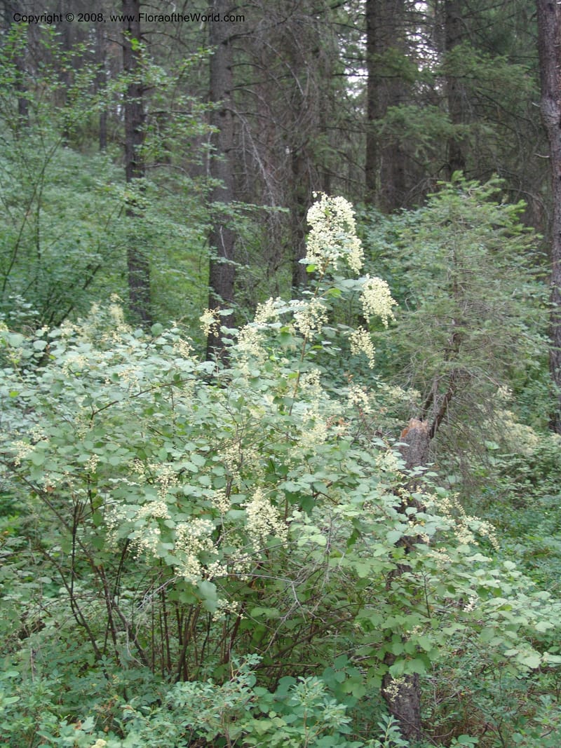 Holodiscus discolor, CDavidson11109--ID. Adams Co. For. Serv. Rd. 453, to Goose Lk. 20 Jul 07. 063.jpg