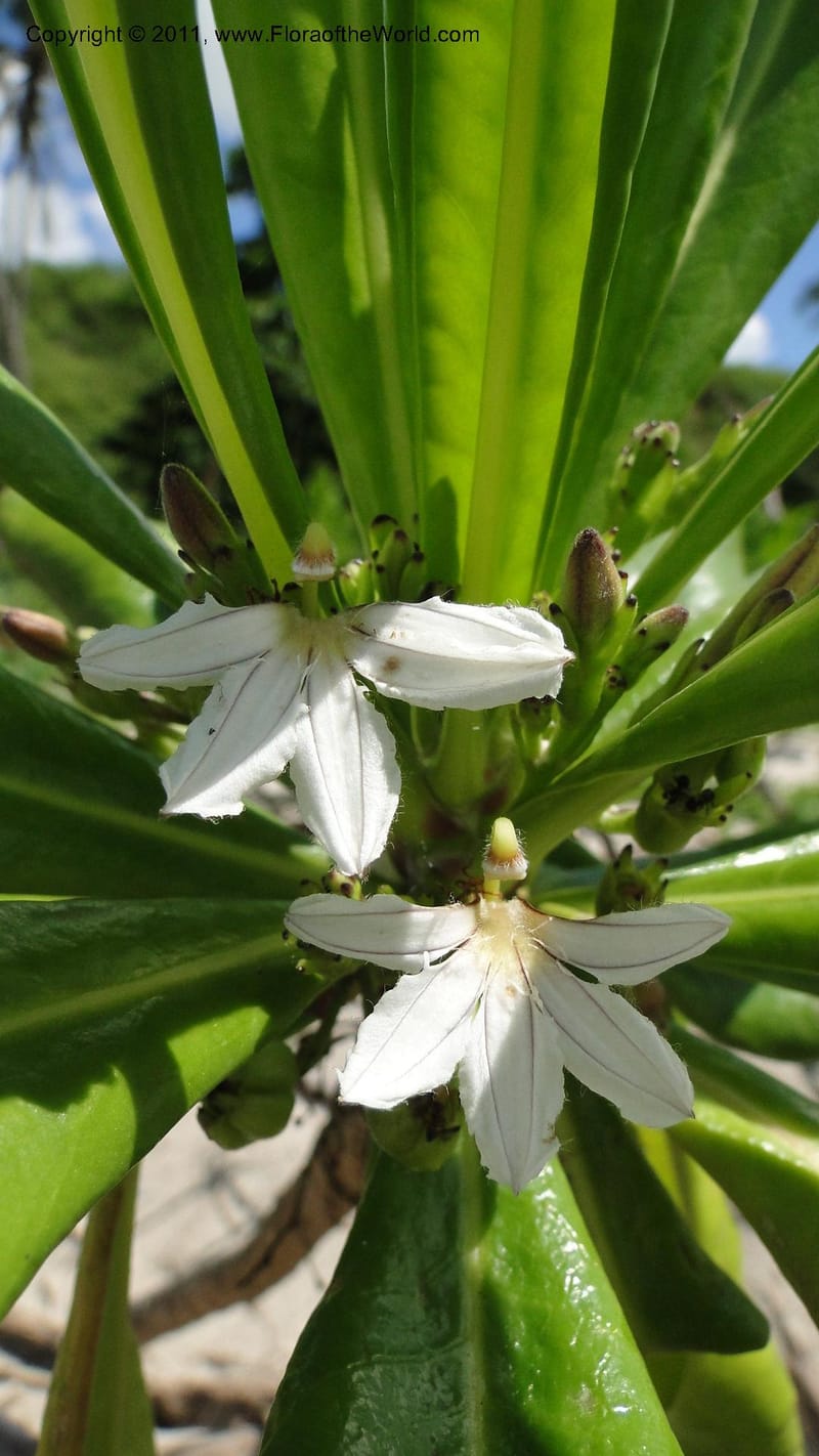 Scaevola taccada, R. Gereau 7169--Tanzania. Beach near Bagamoyo Country Club. 8 May 2010. 209 (41).jpg