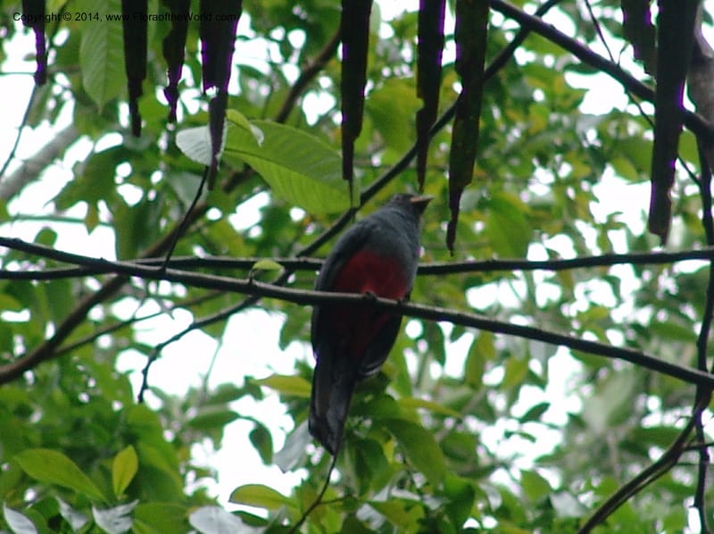 Black-tailed trogon--Peru. Edo. Madre de Dios. ACEER Res. Ctr. Pan de Arbol Trail. 18 Oct 05. 079.jpg