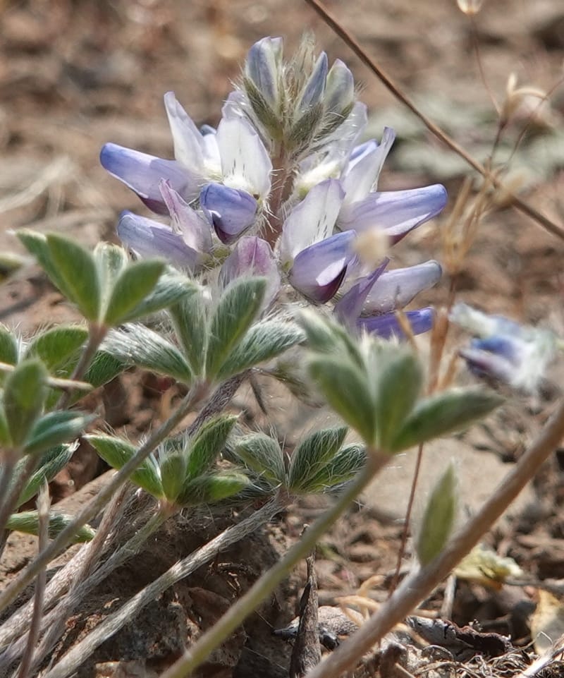 Lupinus lepidus var. lobbii, Davidson 14202--OR. Harney Co. Steens Mtn. July 2021. DSC09986 (530).JPG