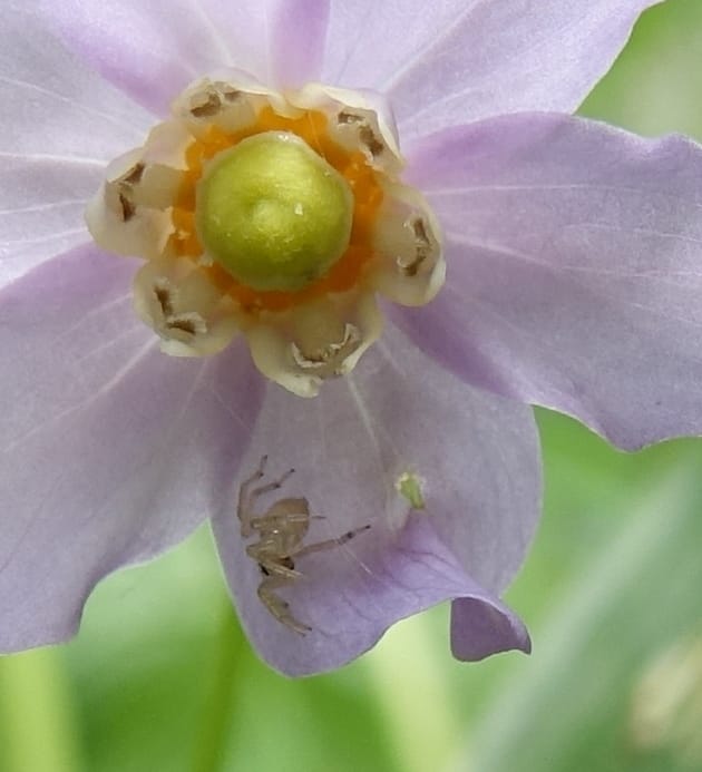 Ranzania japonica--Japan. Myoko Kenmin-no-mori. Hiuchiyama Trial. 27 May 2016.  (163).JPG