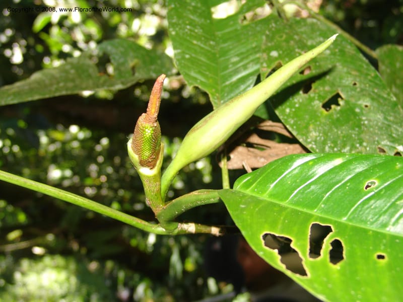 Philodendron, RVasquez33046--Peru. Pillcopata. Qbda Sachavacayoc. 29 Oct 07. 240.jpg