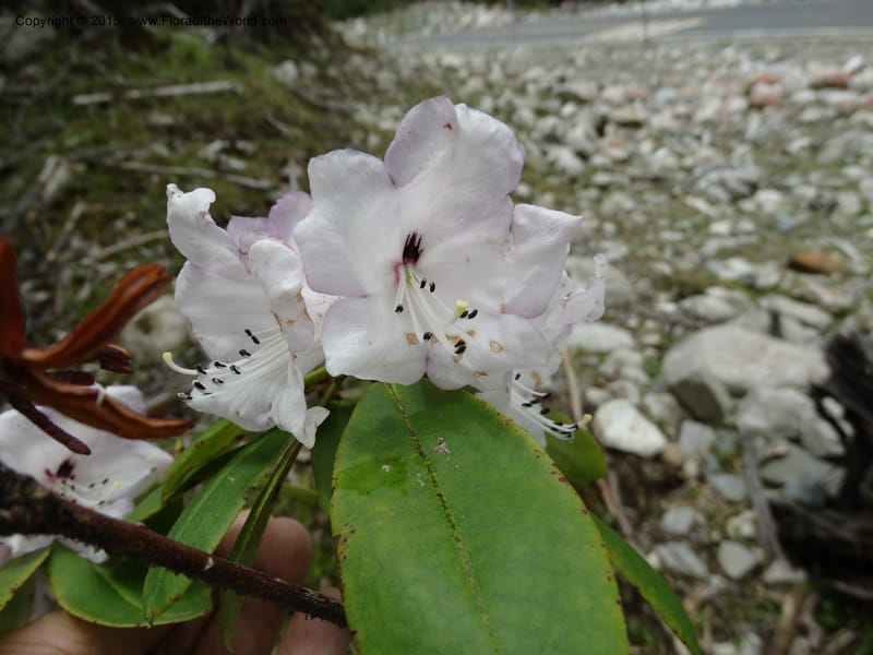 Rhododendron, Boufford, D 43643--China. Sichuan. XiaYingShan to XiangZhai. 10 May 2014. DSC05109 (177).JPG