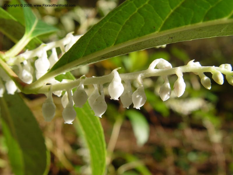 Gaultheria forrestii, 99.0284--CA. UC Berkeley Bot. Gard. 10 Feb 04. 187.jpg