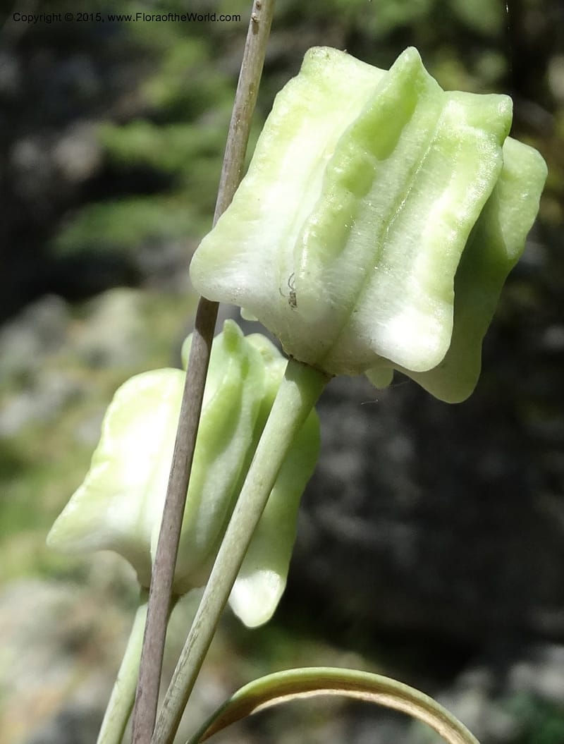 Fritillaria atropurpurea, Davidson, C 12560--Idaho. Valley Co. Payette Lake. Sylvan Beach. 12 Jul 2014. DSC09429 (78).JPG
