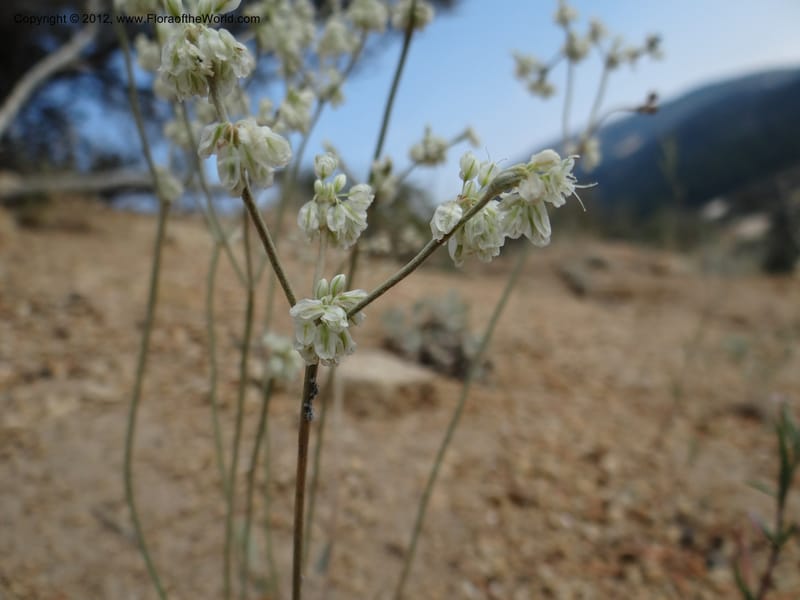 Eriogonum strictum var. proliferum, Davidson, C 12096--ID. Owyhee Co. Silver City. 20 Aug 2012. DSC04305 (64).JPG