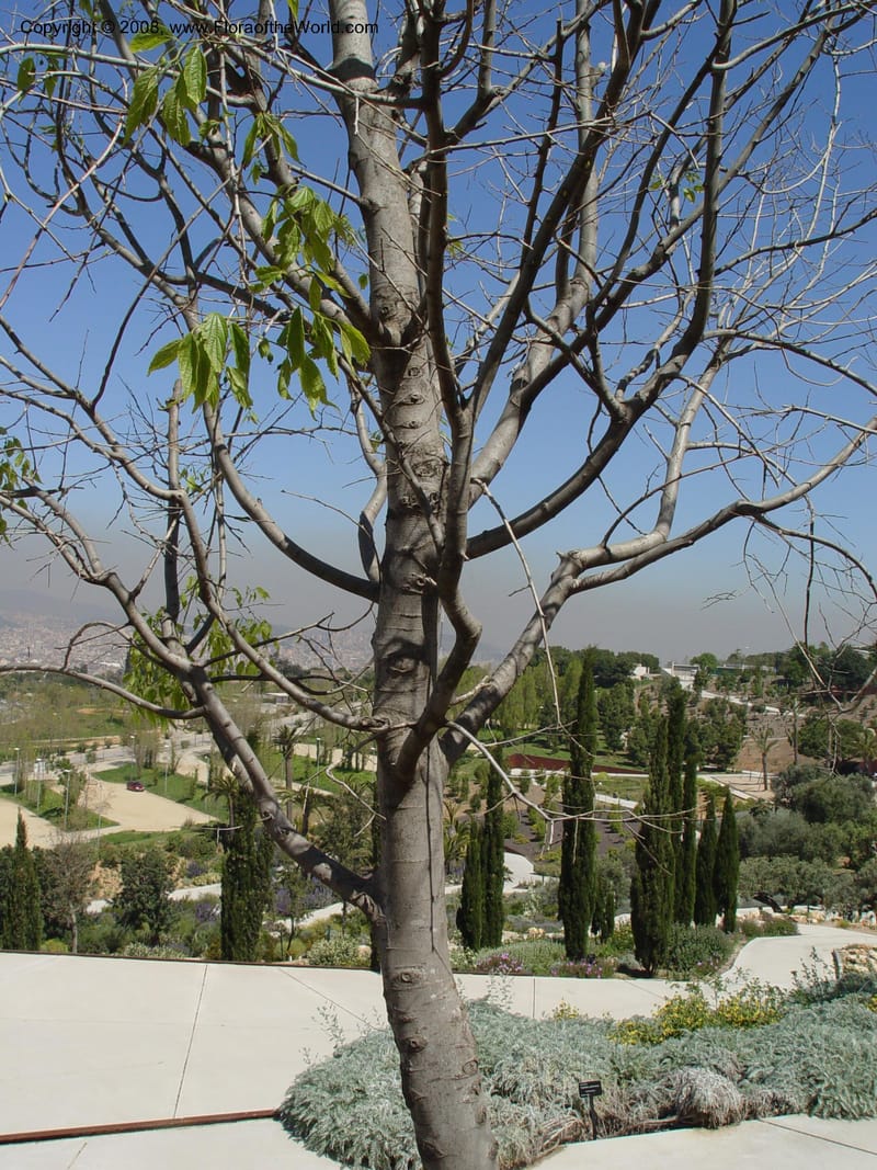 Celtis australis, 2001.0363--Spain. Barcelona Botanic Garden. 21 Apr 04. 046.jpg