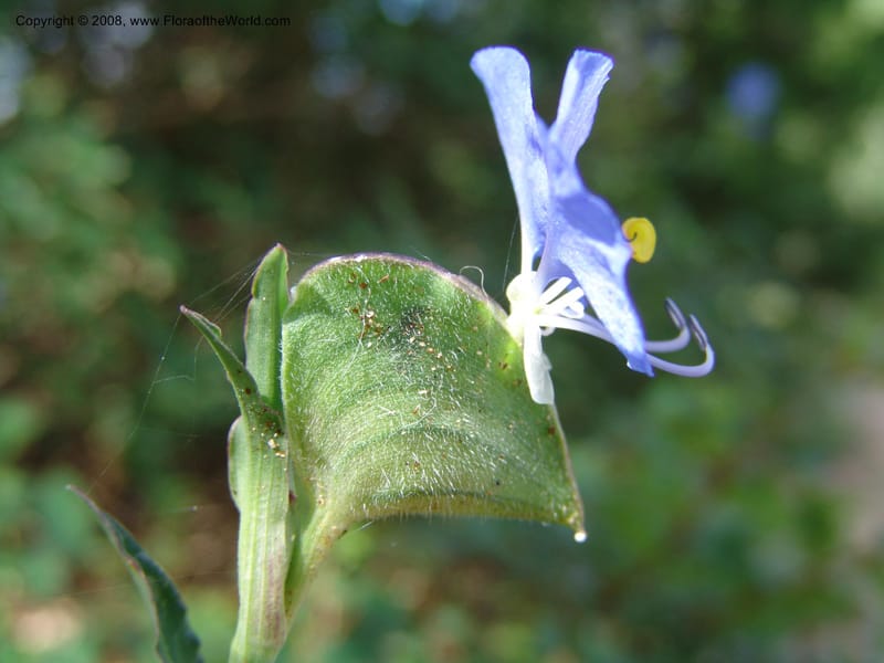 Tradescantia--TX. Johnson Wildflower Center. 13 Jun 04. 010.jpg