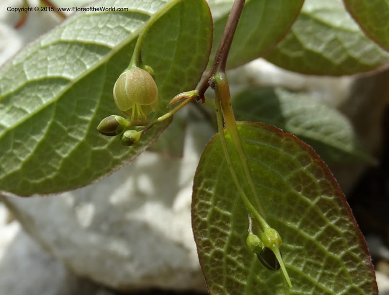 Sabia, Boufford, D 43677--China. Sichuan. GuoBaYan, HanBaiYu Shan. 12 May 2014. DSC05373 (20).JPG
