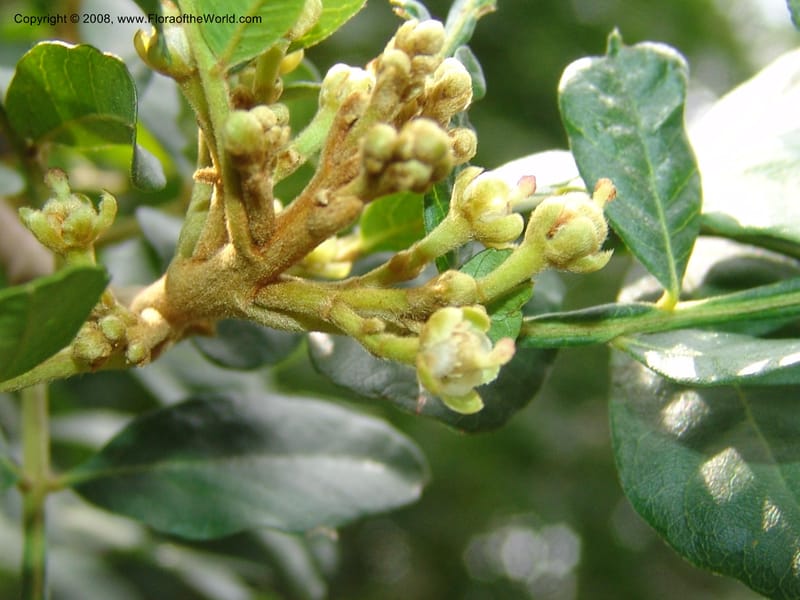 Hippobromus pauciflora--So. Africa. Lowveld Nat. Bot. Gard. 14 Mch 05. 505.jpg