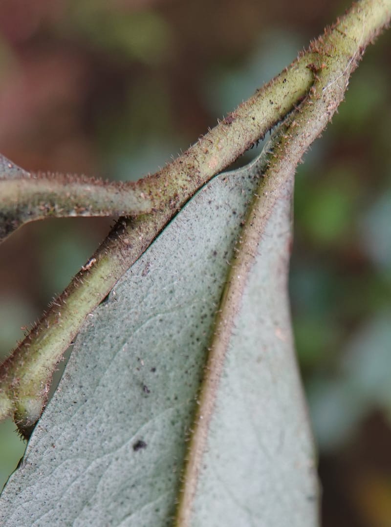 Ardisia virens, D. Boufford 44152--China. Yunnan. Bam Po village. 5 May 2018. DSC02406 (243).JPG