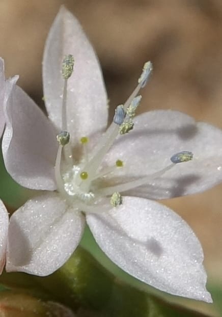 Oxygonum alatum, L. Nanyeni 1143--Namibia. B1 to Rehoboth, Frankie Fredricks St. 15 Mar 2018. DSC00565 (118).JPG