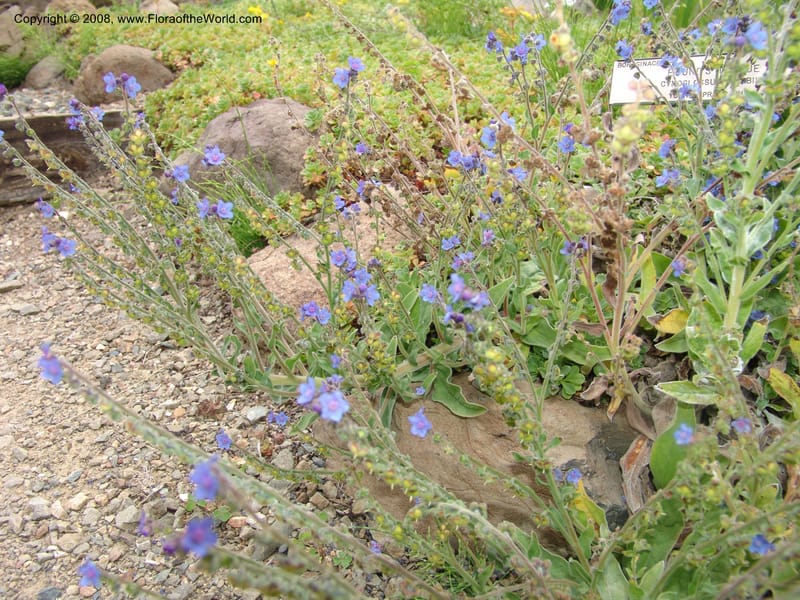 Omphalodes cappadocia, 90.2319--CA. UC Berkeley Bot. Garden. 31 May 07. 492.jpg