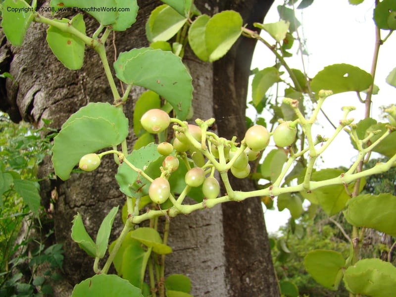 Cissus rotundifolia--Tanz. Karimjee Bot. Garden, Dar es Salaam. 30 Jan 08. 017.jpg