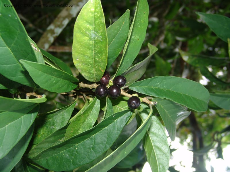 Sorocea  sprucei, AAraujoM1576--Bolivia. Pq. Nac. Madidi. Laguna Chalalan. 26 Nov 04. 322.jpg