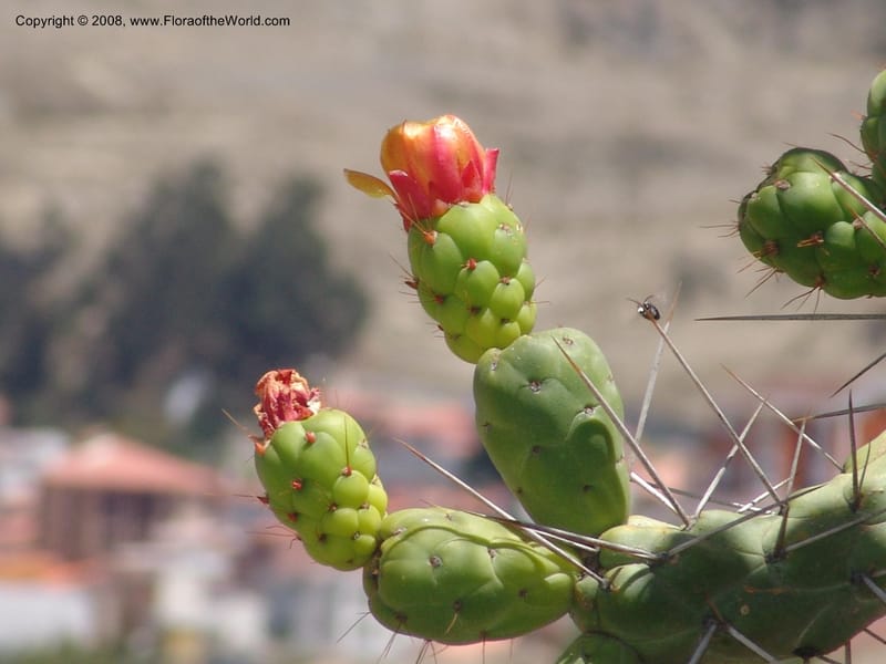 Opuntia subulata--Bolivia. La Paz. Jardin Botanico La Paz. 3 Dec 04. 136.jpg