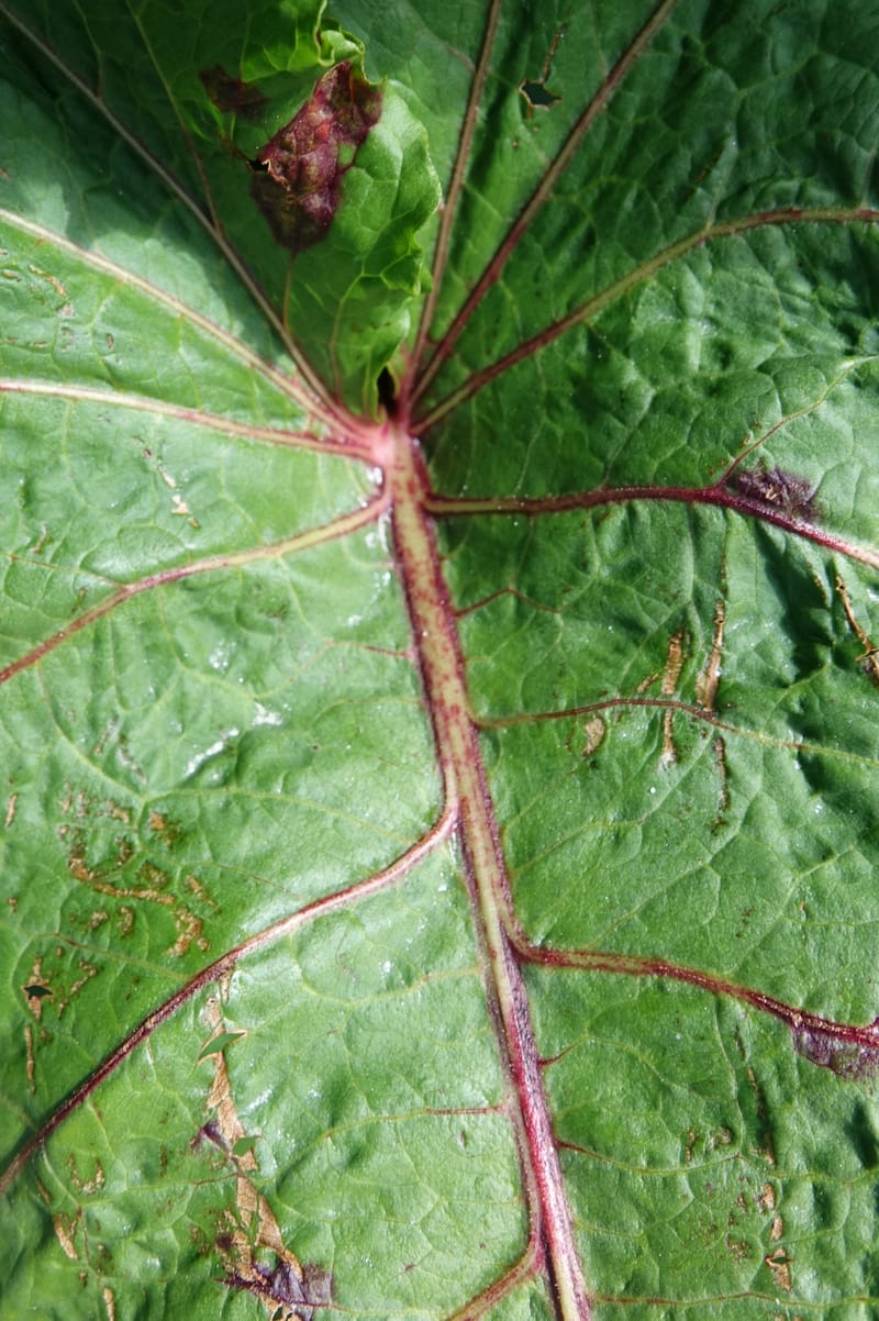 Rumex alpestre, Not collected--Switzerland. Sass Almagell. Lac Mattmark. 3 Jul 2016. DSC08449 (513).JPG