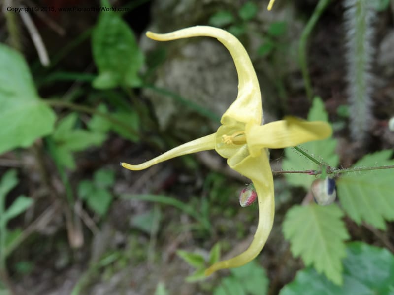 Epimedium, Boufford, D 43586--China. Sichuan. Tudiling Tunnel. 6 May 2014. DSC03860 (195).JPG