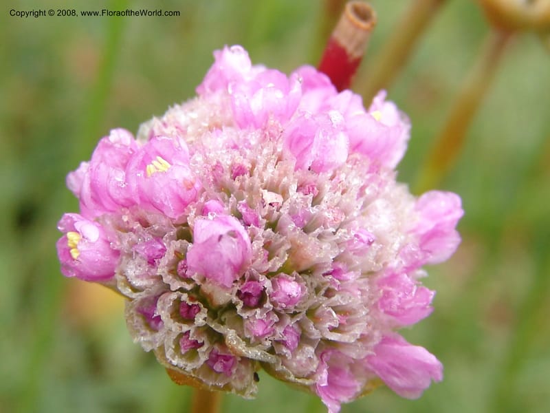 Armeria maritima ssp californica--CA. Mendocino Co. Pt. Arena Light house. 25 Jun 06. 029.jpg
