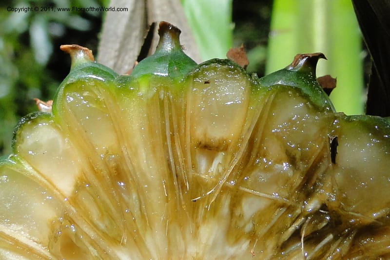 Pandanus tonkinensis, Regalado 1861--Viet Nam. Unknown mountain. 10 May 2011. 162 (38).jpg