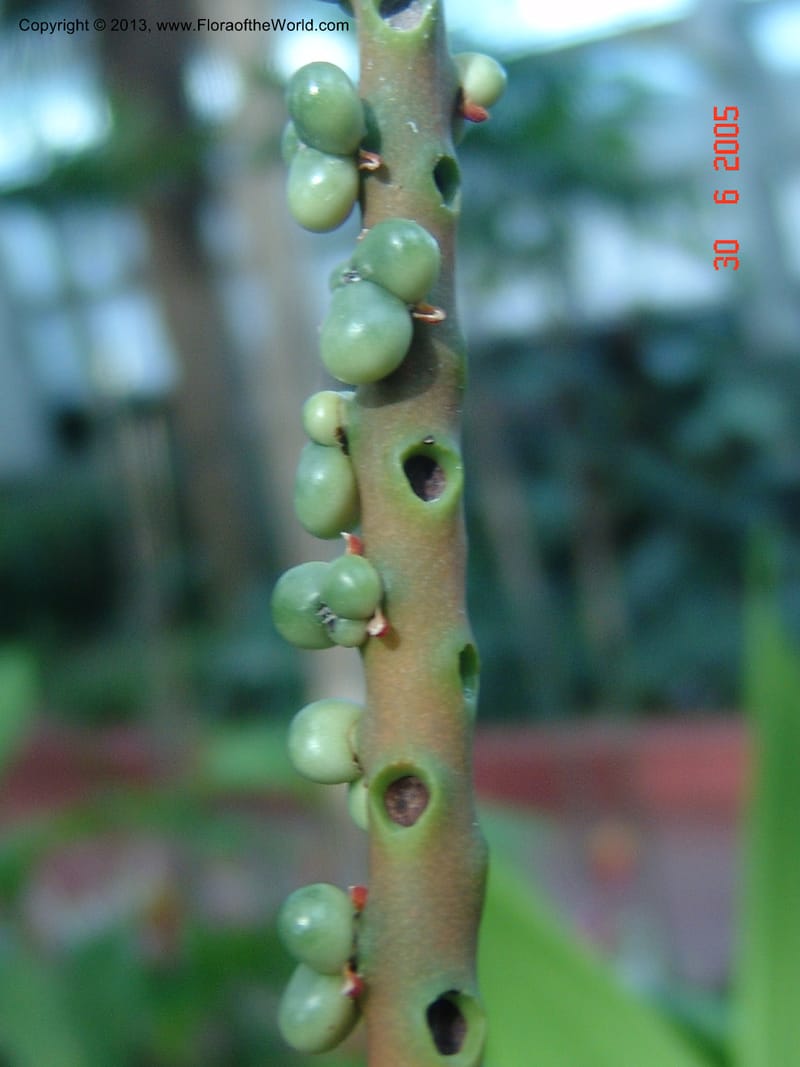 Chamaedorea ernesti-augustii, Aerecaceae, Chicago-Garfield Conservatory 6-05 022 (3).jpg