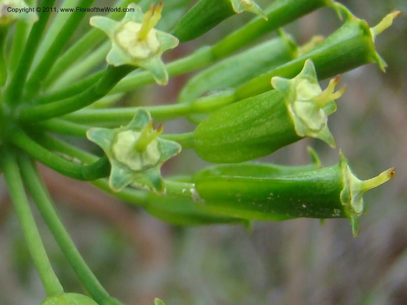Myodocarpus crassifolius, not coll.--New Caledonia. Pl des Lacs. Ca. Grand Lac. 21 Jan 2010. 293 (251).jpg