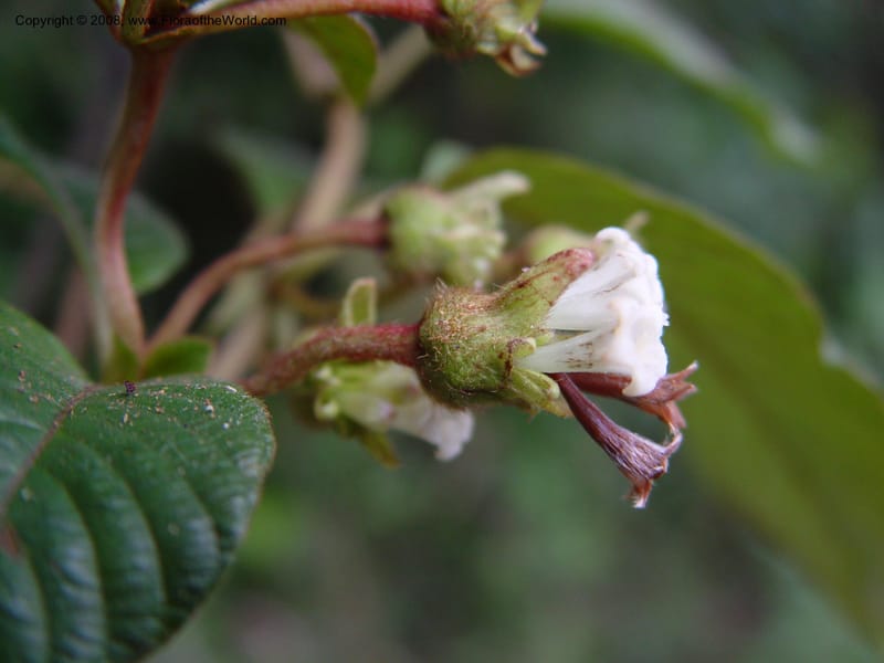 Psychotria--Cameroon. Mt. Cameroon. 6 Dec 03. 115.jpg