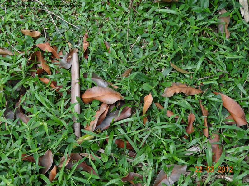 Gonystylus confusus, Callmander, M 996--Singapore, Upper Seletar Park, 22 Mar 2012  DSC04242 (27).JPG
