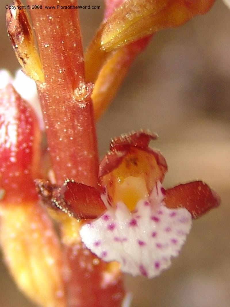 Corallorhiza maculata--CA. Mariposa Co. Yosemite Nat. Pk. Glacier Pt Rd.  27 Jun 06. 058.jpg