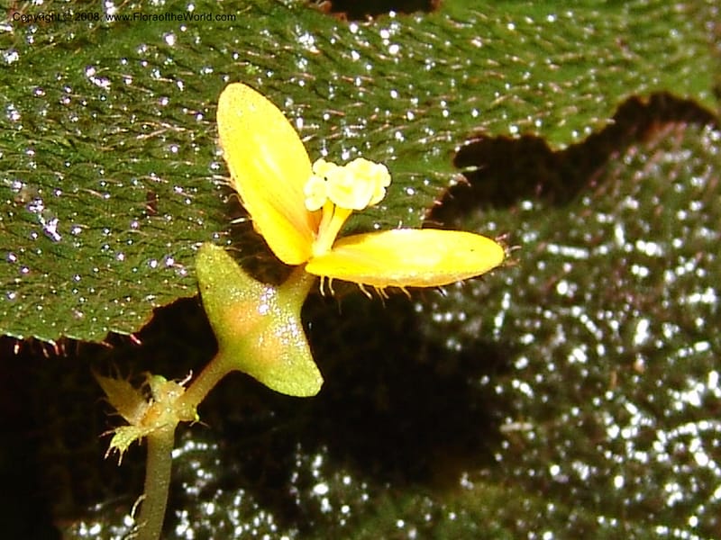 Begonia, MLeal1069--Gabon. Prov. Estuaire. Monts de Cristal. 13 Apr 06. 089.jpg