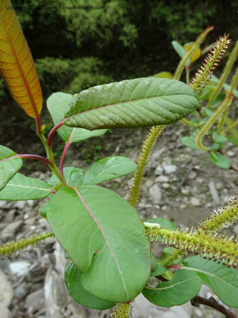 Salix, Boufford, D 43739--China. Sichuan. XinZhaZi Gou. 14 May 2014. DSC06426 1(22).JPG