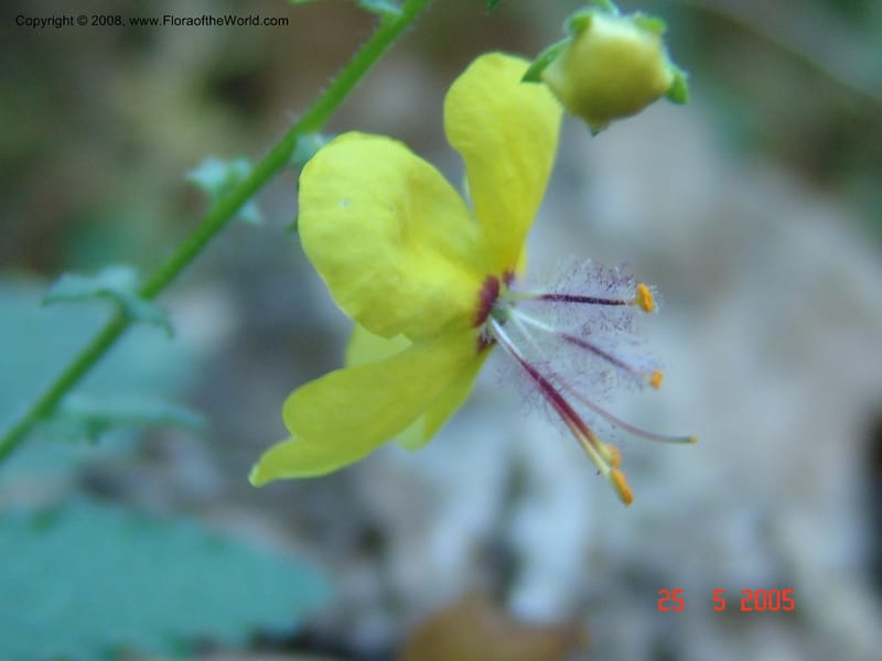 Verbascum arcturus--Crete. Ep. Kisamos. Sirikari Gorge. 25 May 05. 358.jpg