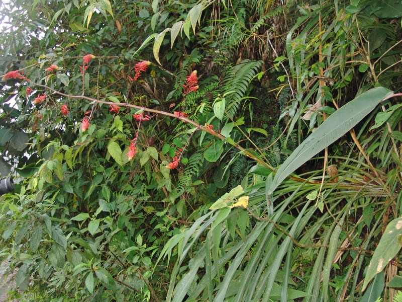 Pitcairnea, Croat, 94651--Ecuador. Prov. Pichincha. Nono-Tandayapa. 14 Feb 05.  363a (9).jpg