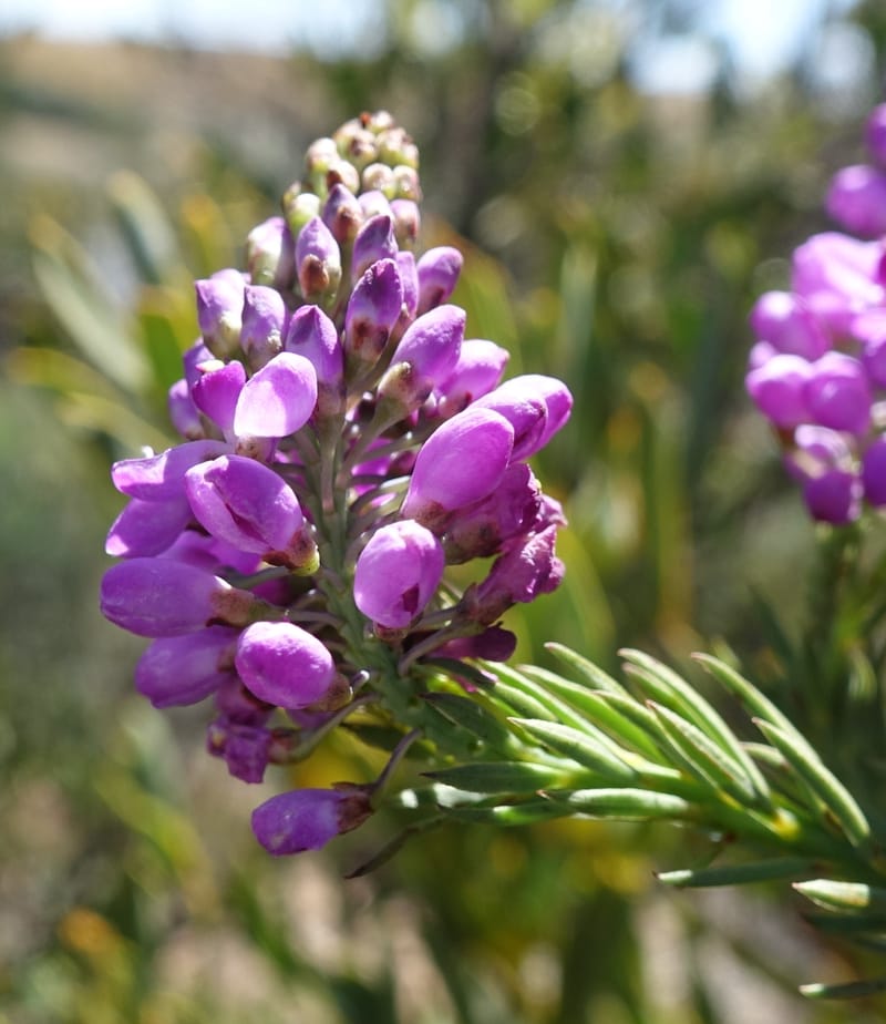 Comesperma, Davidson, C 13424--Australia. W.A. Green Head-Coorow Rd. Stop 2. 24 Oct 2016. DSC04873 (6).JPG
