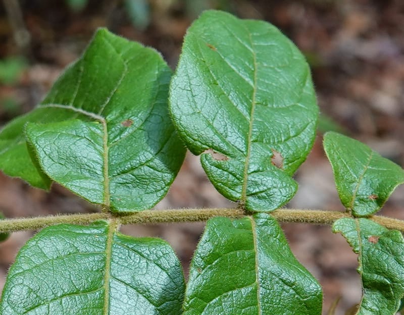 Engelhardia serrata, D. Boufford 44146--China. Yunnan. Along G213. 4 May 2018. DSC02084 (93).JPG