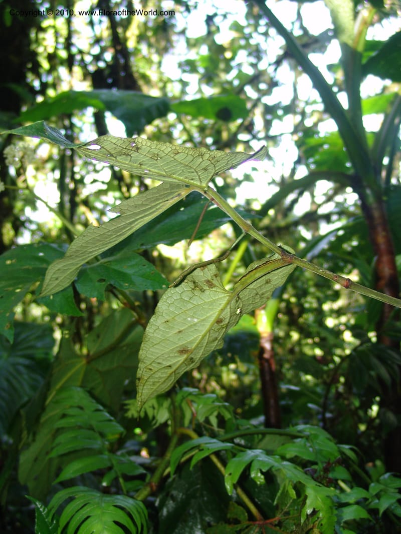 Piper, Croat 95941--Ecuador. Edo. Pichincha. Bosque Nublado Sta. Lucia. 14 Mar 06. 058 (10).jpg