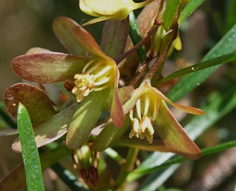 Aphanopetalum clematideum, Davidson, C 13444--Australia. W.A. Geraldton. Chapman River. 25 Oct 2016.  (39).JPG