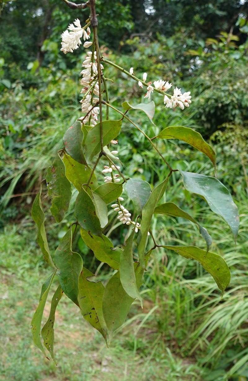 Stachyothyrsus staudtii, C. Davidson 14054--Gabon. Maboumine. 23 Oct 2019. DSC01631 (121).JPG