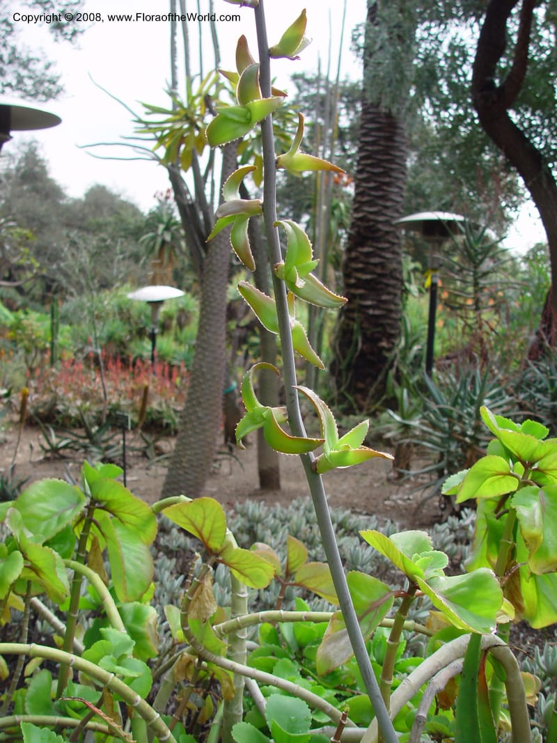 Aloe bulbifera v. bulbifera, 28400--CA. Huntington Bot. Gard. 14 Feb 03. 049.jpg